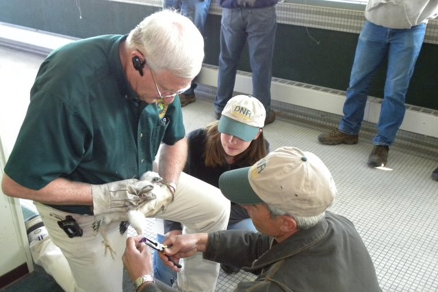 Banding Maize at the UofM Northbank Center, by Barb Baldinger