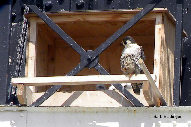 Chick 1 Center, Chick 2 on right at Detroit Zoo by Barb Baldinger 5-22-2017