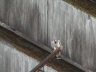 Do Not Approach! says Leopold - click here for full sized image.
