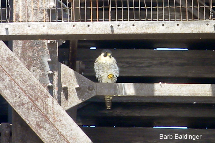 Female at Pere Marquette bridge in Port Huron by Barb Baldinger 7-17-2017