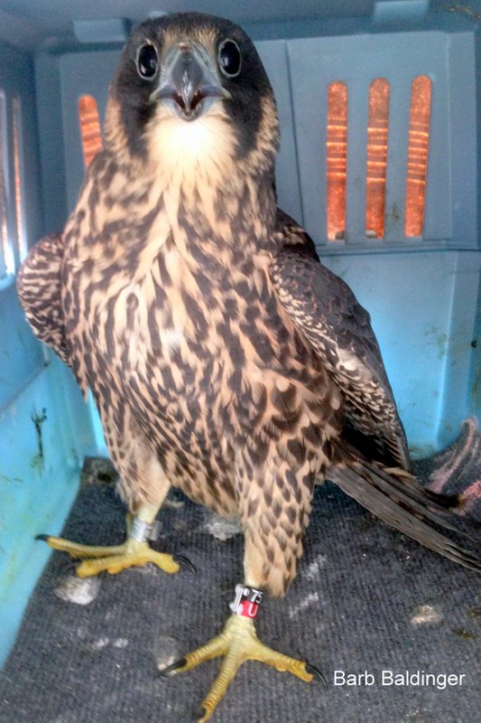 Fisher female release black 75 red U by Barb Baldinger 6-22-2017