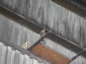 Flitie - click to see full sized picture