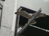 Cadette is almost ready to fly. Click for the full sized photo.
