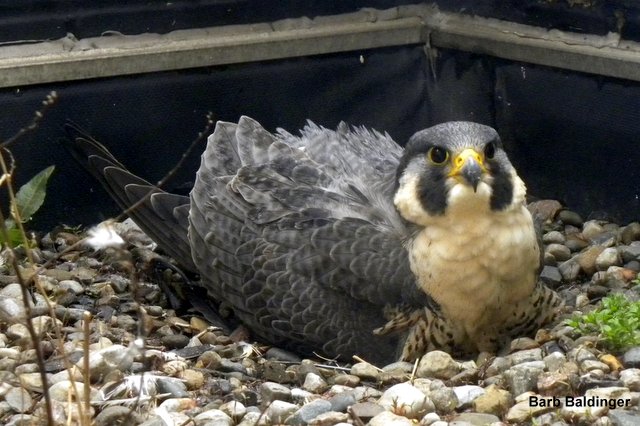 Hathor incubating by Barb Baldinger 4-9-2015