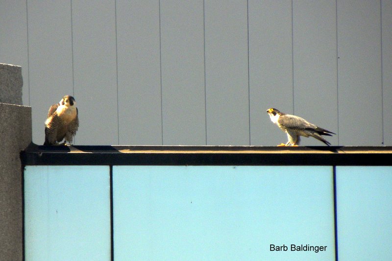 Hathor and Nick on Admin Bldg. by Barb Baldinger 6-1-2017
