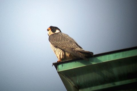 Horus at WSU