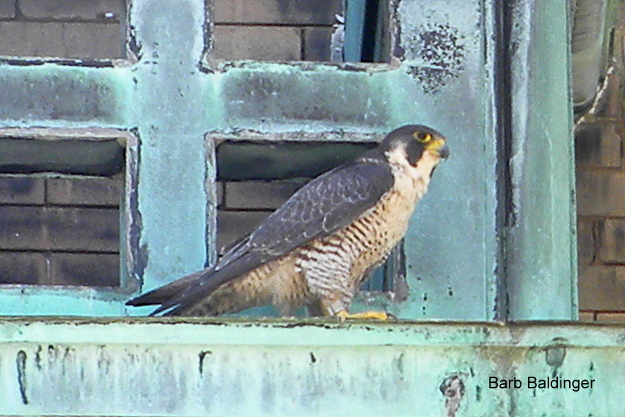 Isabella at Old Main, WSU by Barb Baldinger 6-17-2016