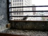 Peek-a-boo! Says Gismed - click to see full sized picture