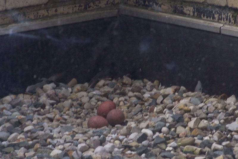 Peregrine Falcon eggs at the County Building, Mt. Clemens