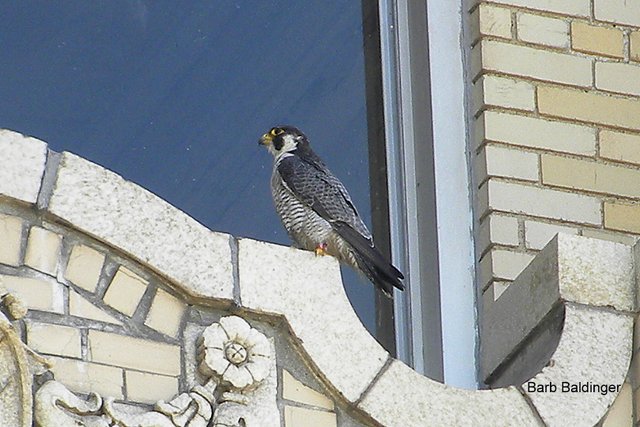 Promise, Male at Whittier Apartments by Barb Baldinger 7-1-2016 