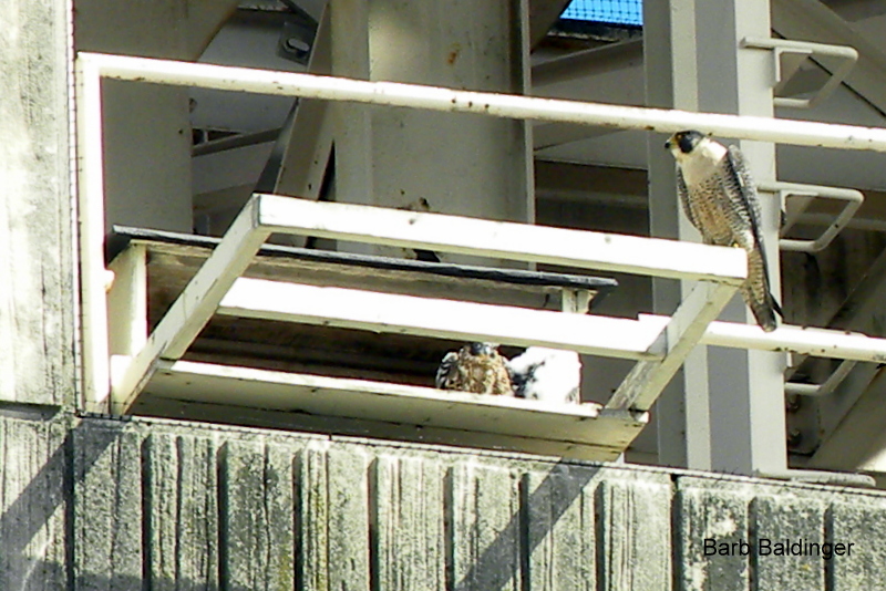 Screech and 2 of 3 in Pontiac by Barb Baldinger 5-30-2017