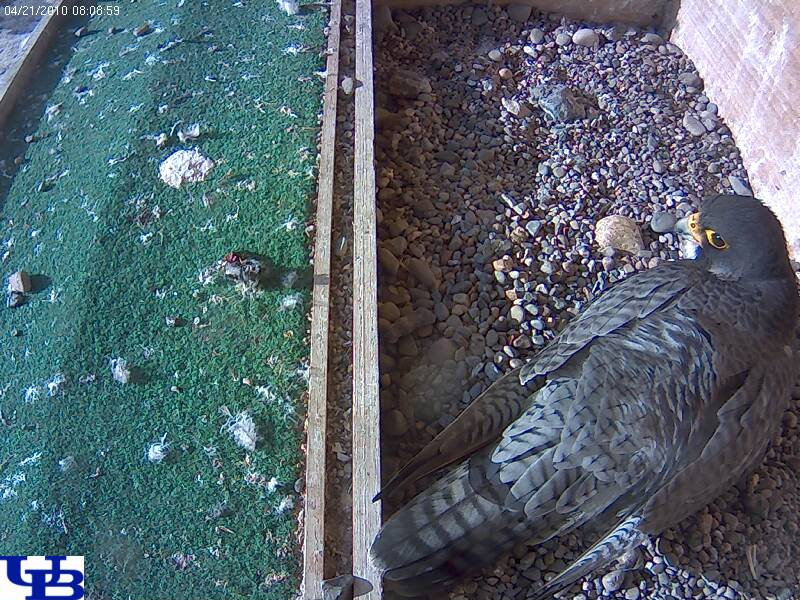 BB from the University of Buffalo Falcon Cam