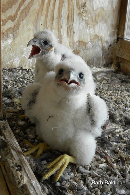 UM Ann Arbor chicks, two of four by Barb Baldinger 5-19-2016 