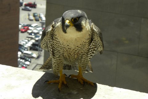 Unbanded female at ATT by Barb Baldinger