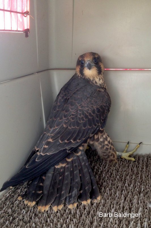 Zoo Release Male Black 45 blue C by Barb Baldinger 6-22-2017