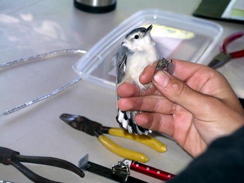 Campout Photo 18: Bird Banding