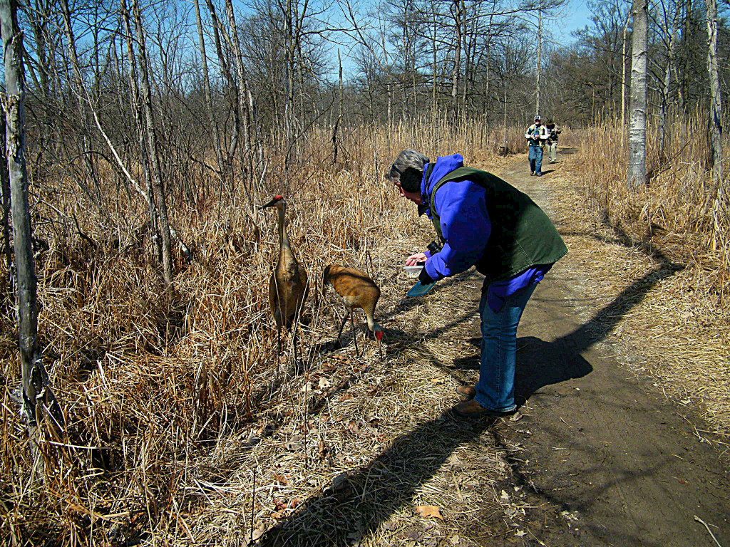 Sand Hill Cranes at Kensington Metropark